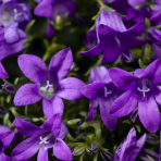 Zvonček (Campanula) ‘CLOCKWISE DEEP BLUE’ - výška 10-15 cm, kont.C1,5L